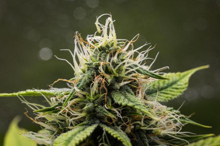 Tropicana Cookies Purple - Farm #21. Week 7 - Tropicana Cookies - Day 49.