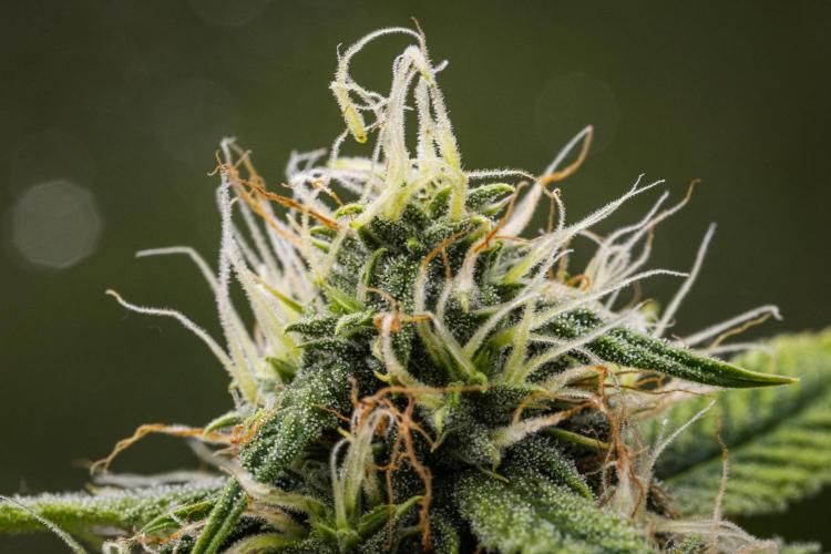 Tropicana Cookies Purple - Farm #21. Week 7 - Tropicana Cookies - Day 49.