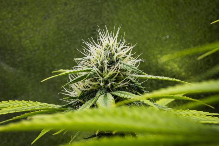 Tropicana Cookies Purple - Farm #21. Week 7 - Tropicana Cookies - Day 49.