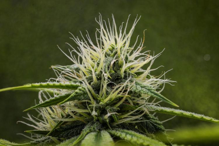 Tropicana Cookies Purple - Farm #21. Week 7 - Tropicana Cookies - Day 49.