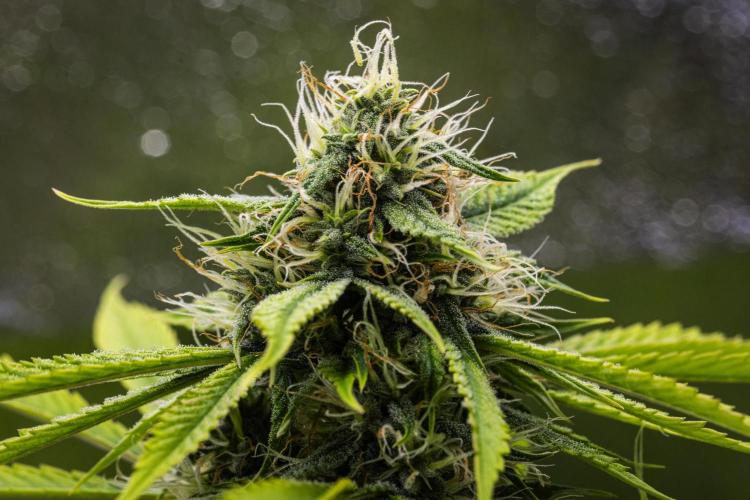Tropicana Cookies Purple - Farm #21. Week 7 - Tropicana Cookies - Day 49.