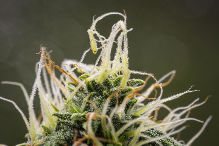 Tropicana Cookies Purple - Farm #21. Week 7 - Tropicana Cookies - Day 49.