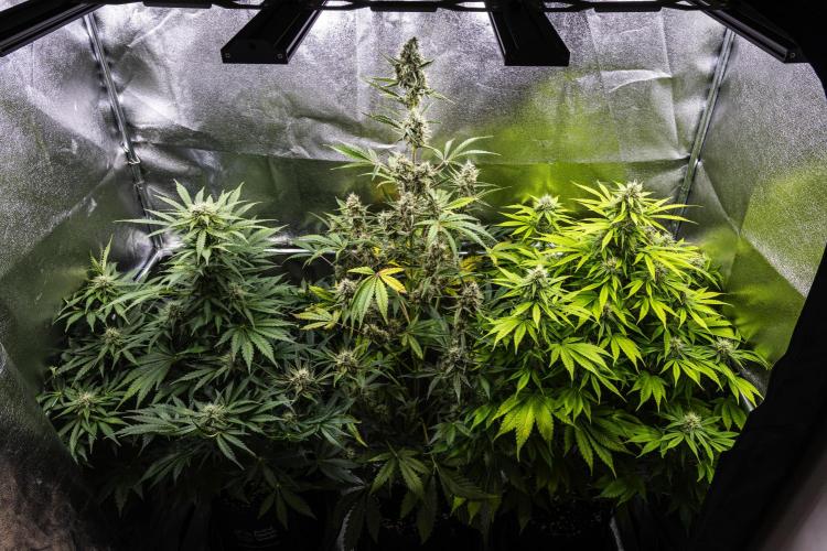 Royal Creamatic - Farm #21. Week 7 - Butterflies Little Farm - Week 7.