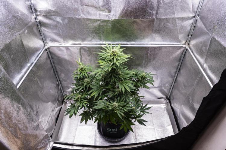 Royal Creamatic - Farm #21. Week 7 - Royal Creamatic - Day 49.