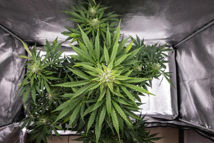Royal Creamatic - Farm #21. Week 7 - Royal Creamatic - Day 49.