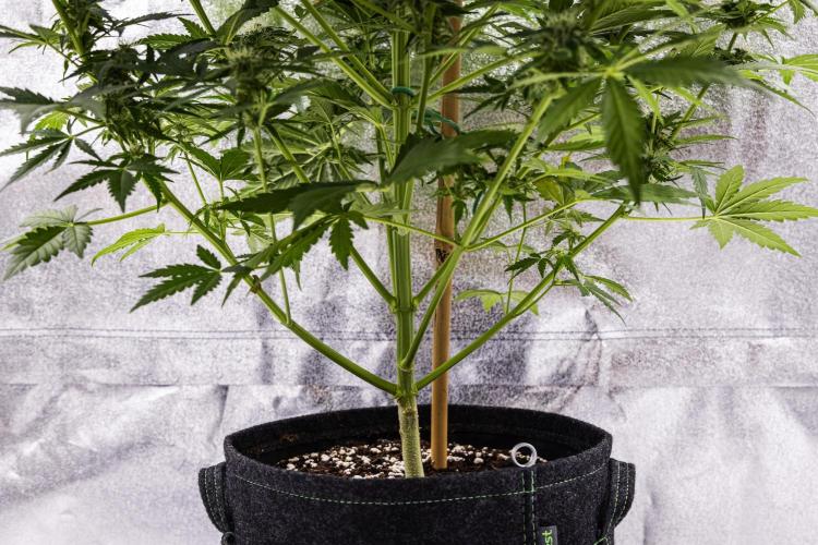 Royal Creamatic - Farm #21. Week 7 - Royal Creamatic - Day 49.