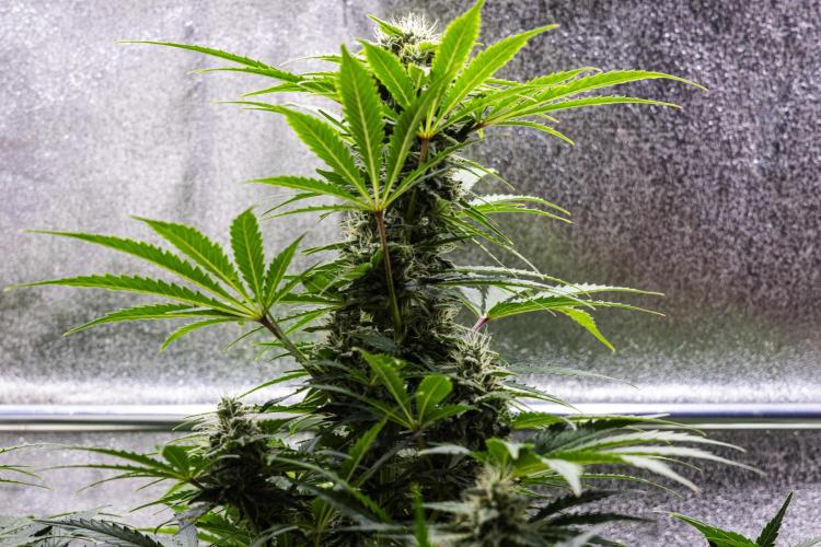 Royal Creamatic - Farm #21. Week 7 - Royal Creamatic - Day 49.