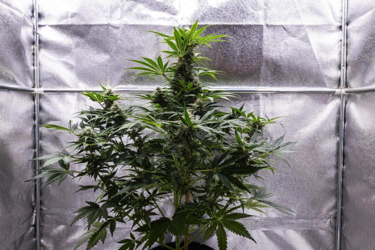 Royal Creamatic - Farm #21. Week 7 - Royal Creamatic - Day 49.