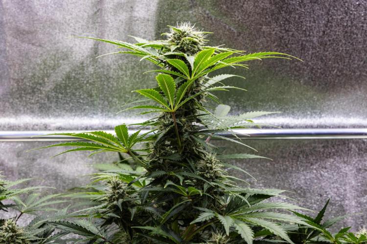 Royal Creamatic - Farm #21. Week 7 - Royal Creamatic - Day 49.