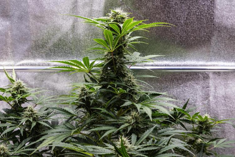 Royal Creamatic - Farm #21. Week 7 - Royal Creamatic - Day 49.