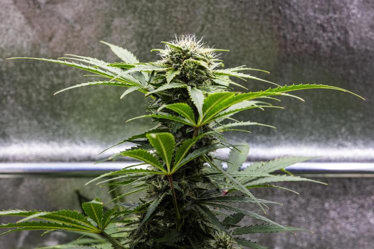 Royal Creamatic - Farm #21. Week 7 - Royal Creamatic - Day 49.