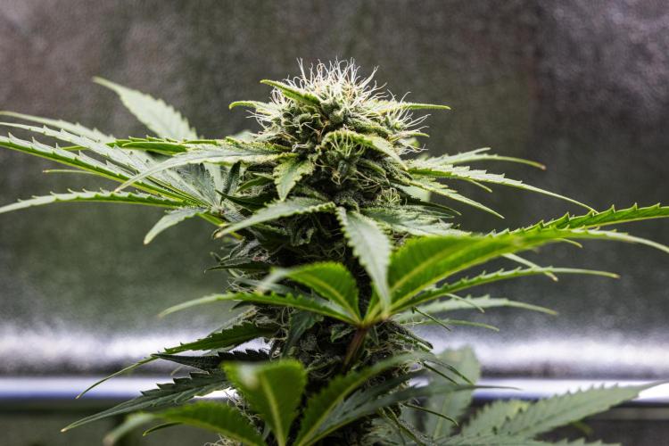 Royal Creamatic - Farm #21. Week 7 - Royal Creamatic - Day 49.