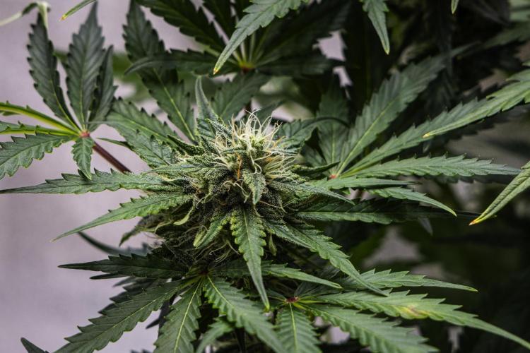 Royal Creamatic - Farm #21. Week 7 - Royal Creamatic - Day 49.