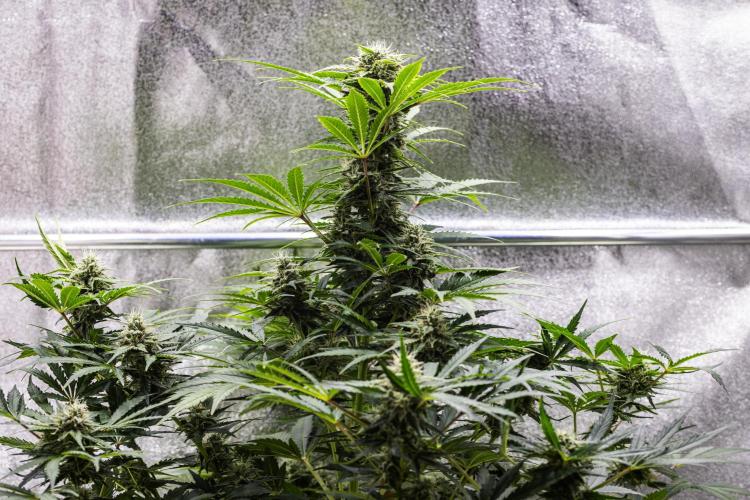 Royal Creamatic - Farm #21. Week 7 - Royal Creamatic - Day 49.