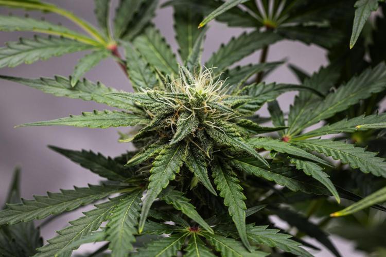 Royal Creamatic - Farm #21. Week 7 - Royal Creamatic - Day 49.
