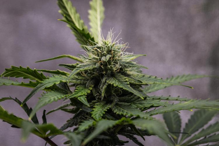 Royal Creamatic - Farm #21. Week 7 - Royal Creamatic - Day 49.