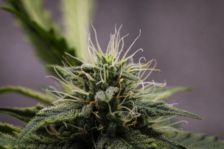 Royal Creamatic - Farm #21. Week 7 - Royal Creamatic - Day 49.