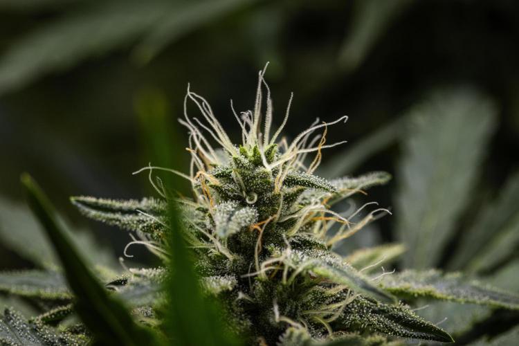 Royal Creamatic - Farm #21. Week 7 - Royal Creamatic - Day 49.