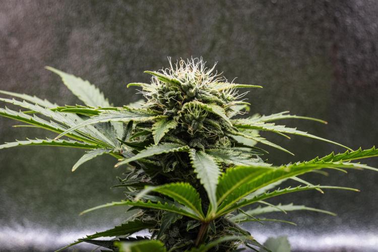 Royal Creamatic - Farm #21. Week 7 - Royal Creamatic - Day 49.