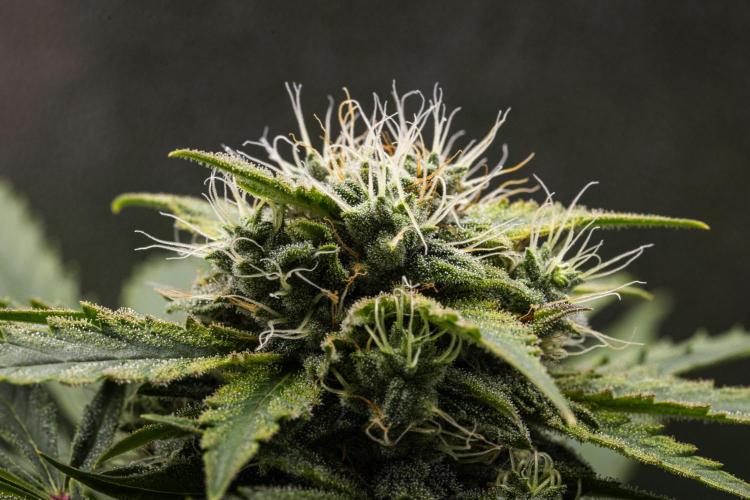 Royal Creamatic - Farm #21. Week 7 - Royal Creamatic - Day 49.