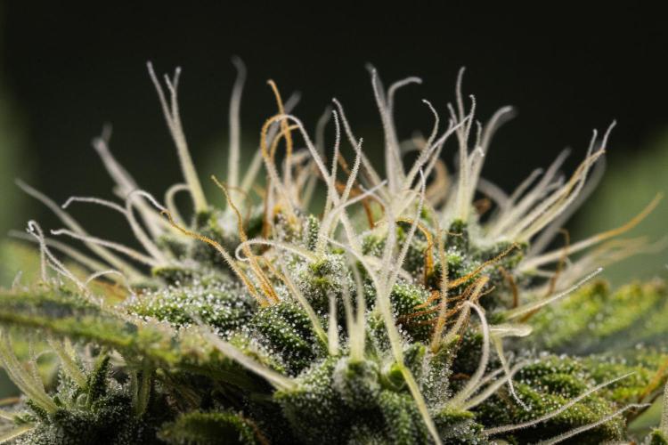 Royal Creamatic. Week 7