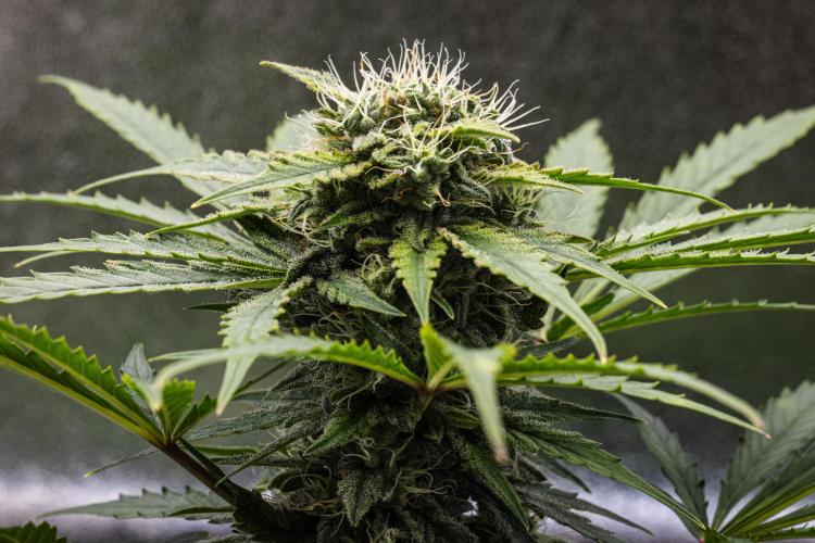 Royal Creamatic. Week 7