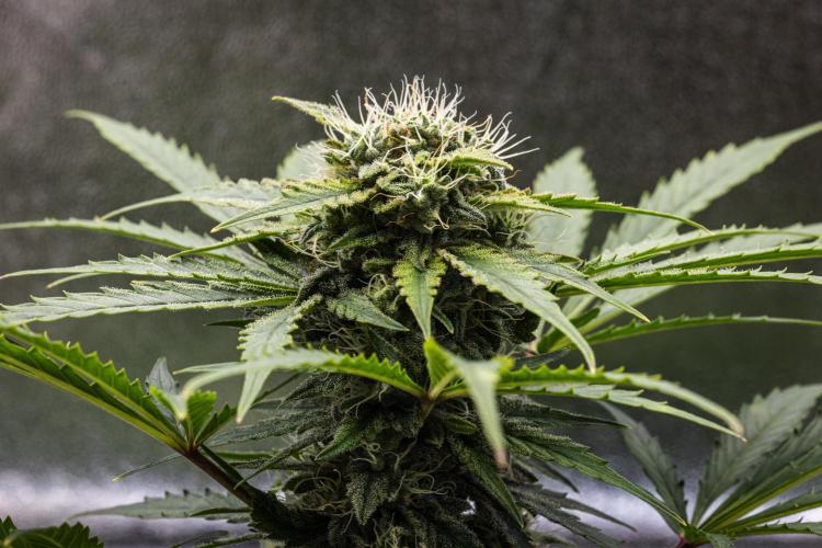 Royal Creamatic - Farm #21. Week 7 - Royal Creamatic - Day 49.