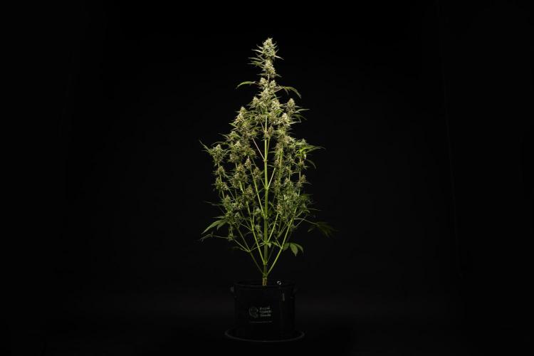 Sticky Queen - Farm #21. Week 8 - Sticky Queen - Day 56.