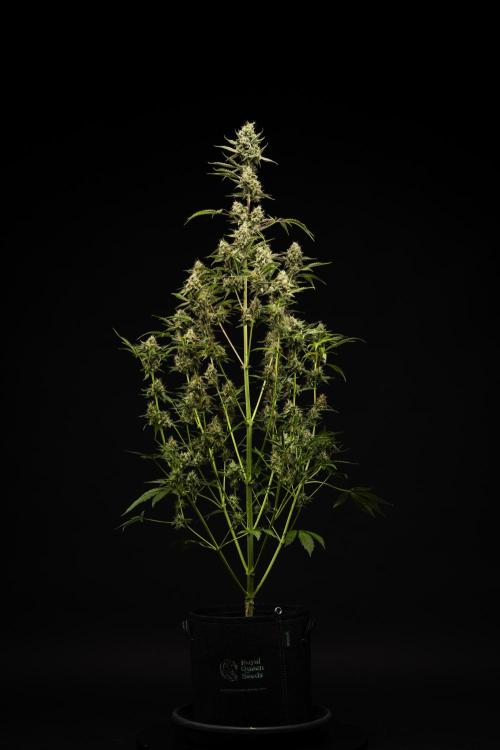 Sticky Queen - Farm #21. Week 8 - Sticky Queen - Day 56.