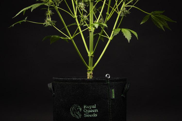 Sticky Queen - Farm #21. Week 8 - Sticky Queen - Day 56.