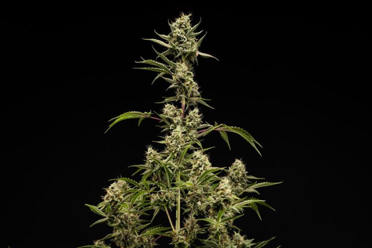 Sticky Queen - Farm #21. Week 8 - Sticky Queen - Day 56.