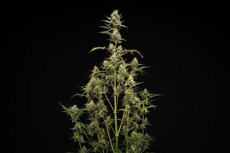 Sticky Queen - Farm #21. Week 8 - Sticky Queen - Day 56.