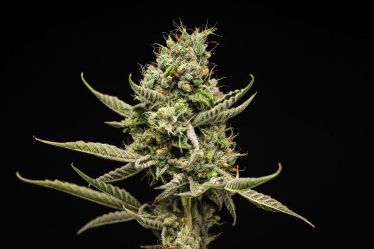 Sticky Queen - Farm #21. Week 8 - Sticky Queen - Day 56.