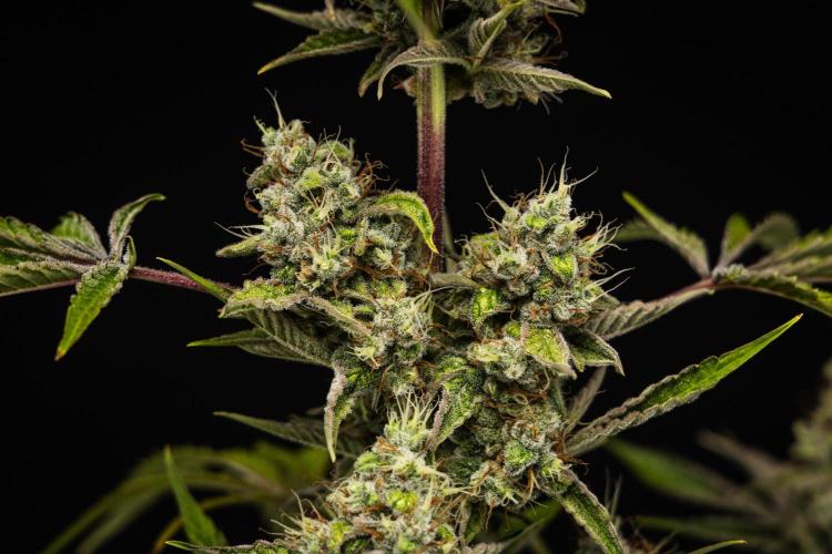 Sticky Queen - Farm #21. Week 8 - Sticky Queen - Day 56.