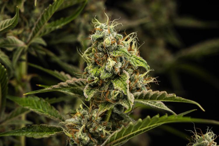 Sticky Queen - Farm #21. Week 8 - Sticky Queen - Day 56.
