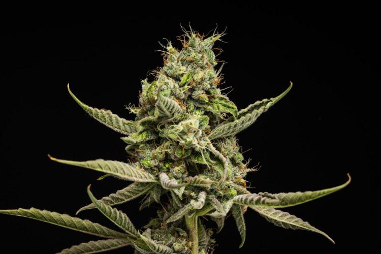 Sticky Queen - Farm #21. Week 8 - Sticky Queen - Day 56.
