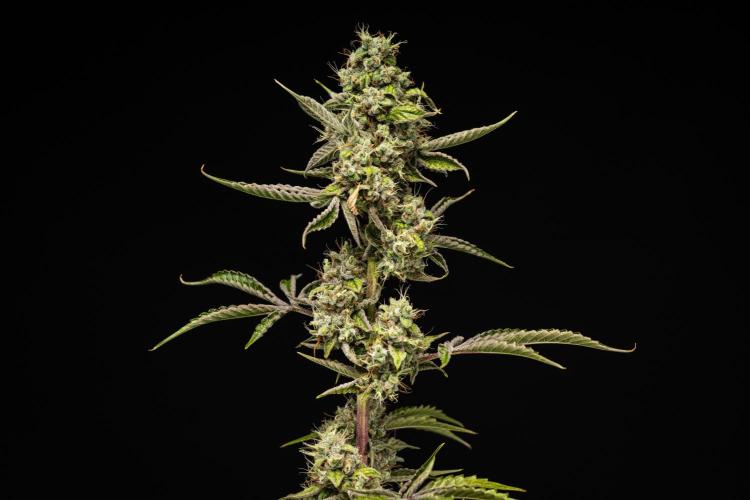 Sticky Queen - Farm #21. Week 8 - Sticky Queen - Day 56.