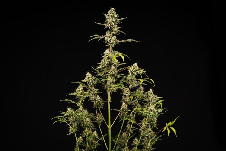 Sticky Queen - Farm #21. Week 8 - Sticky Queen - Day 56.