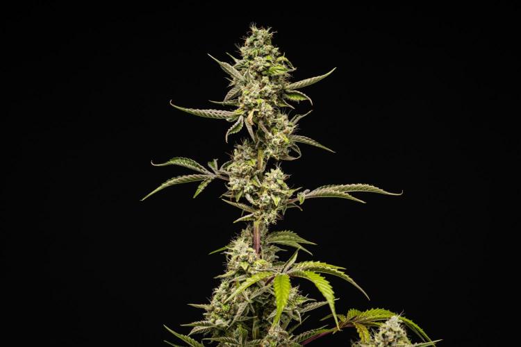 Sticky Queen - Farm #21. Week 8 - Sticky Queen - Day 56.