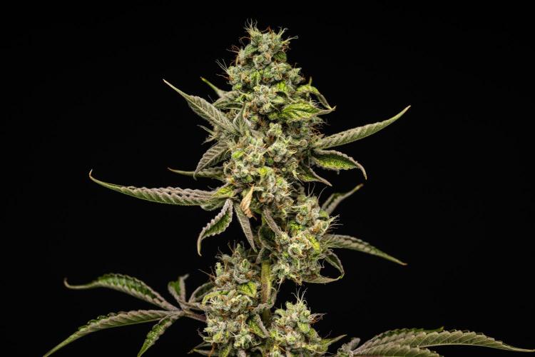 Sticky Queen - Farm #21. Week 8 - Sticky Queen - Day 56.