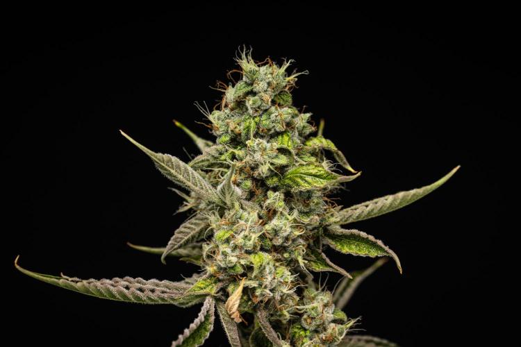 Sticky Queen - Farm #21. Week 8 - Sticky Queen - Day 56.