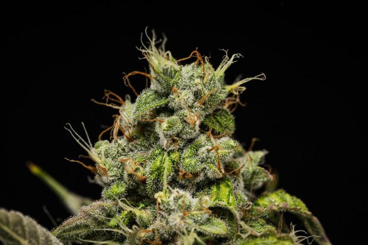 Sticky Queen - Farm #21. Week 8 - Sticky Queen - Day 56.
