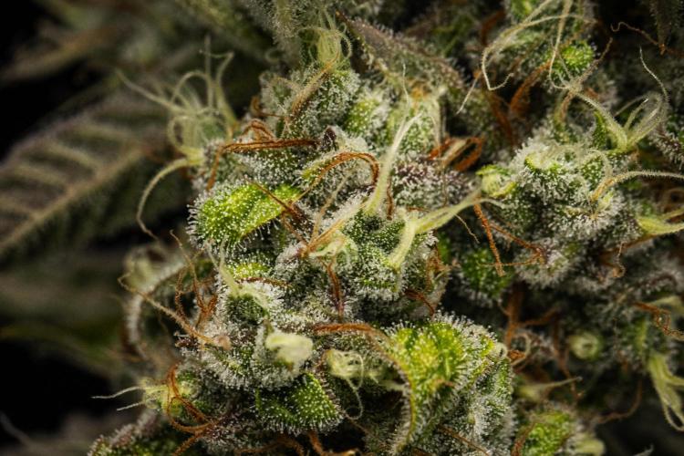 Sticky Queen - Farm #21. Week 8 - Sticky Queen - Day 56.
