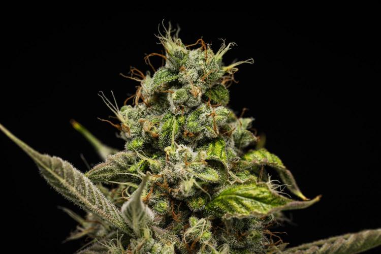 Sticky Queen - Farm #21. Week 8 - Sticky Queen - Day 56.