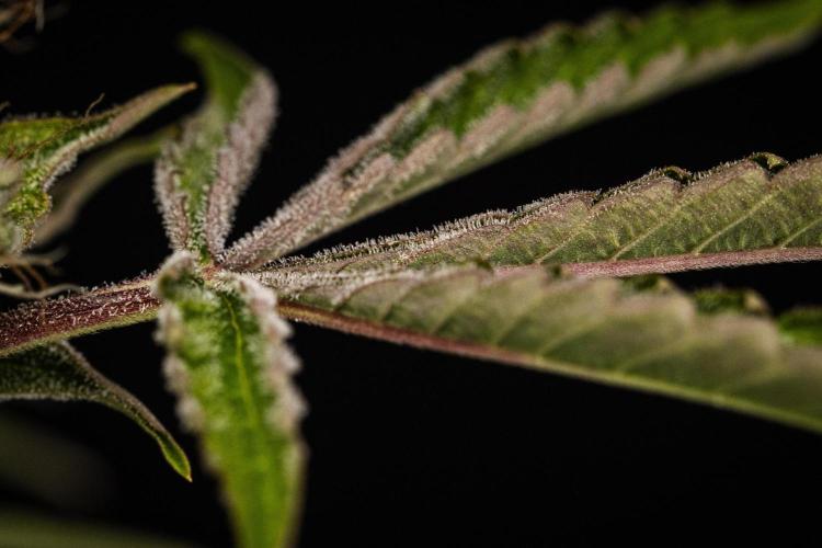 Sticky Queen - Farm #21. Week 8 - Sticky Queen - Day 56.
