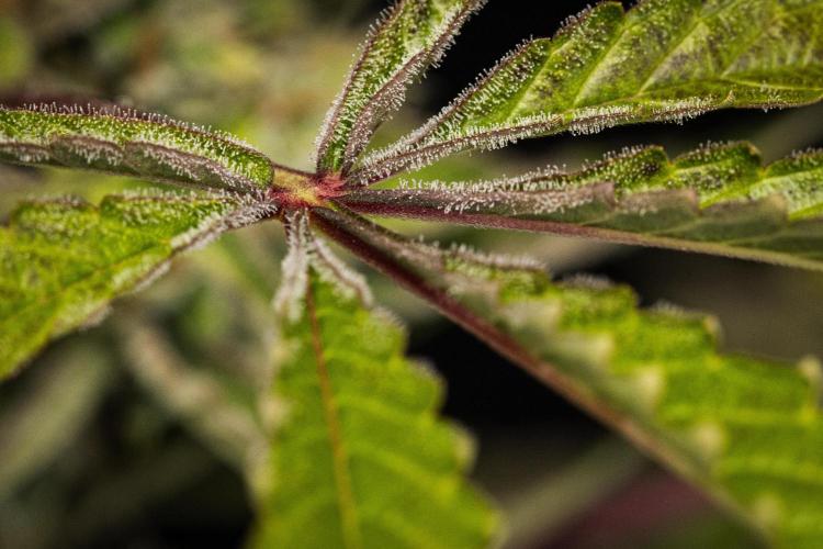 Sticky Queen - Farm #21. Week 8 - Sticky Queen - Day 56.