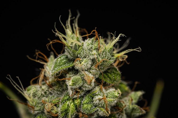 Sticky Queen Auto. Week 8