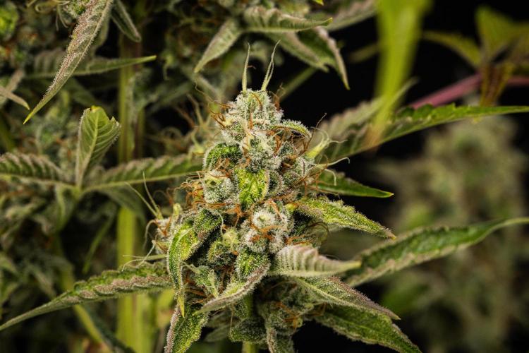 Sticky Queen - Farm #21. Week 8 - Sticky Queen - Day 56.