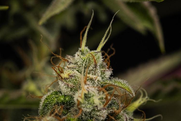 Sticky Queen - Farm #21. Week 8 - Sticky Queen - Day 56.
