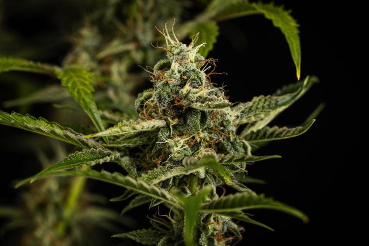 Sticky Queen - Farm #21. Week 8 - Sticky Queen - Day 56.